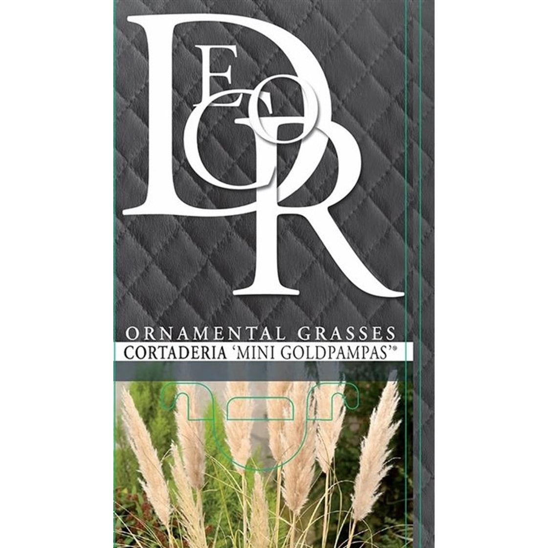 Pampasgräs – Cortaderia selloana 'Mini Goldpampas' - C2